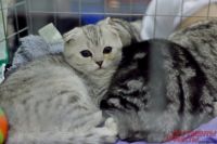 В Тюмени кошачий приют изменит название