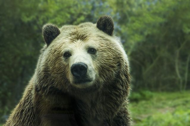 Жителей Надыма просят не встречаться с медведями