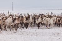 На Ямале начинается летняя вакцинация оленей от сибирской язвы