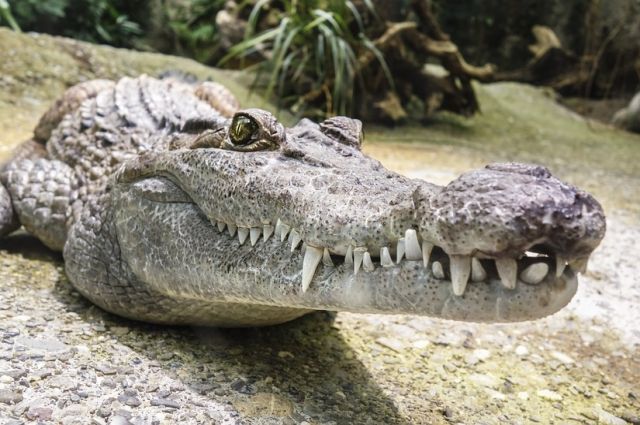 За крокодилов грозит два административных штрафа.