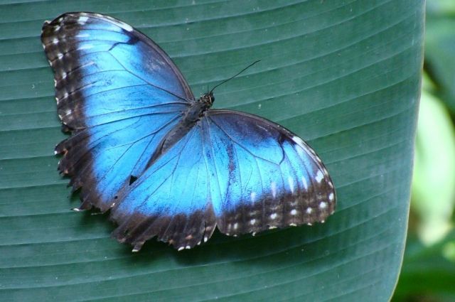 Синяя бабочка на стебле растения