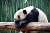 Подобно многим китайским паркам, территория Пекинского зоопарка имеет вид классических китайских садов. Здесь сочетаются искусственные насаждения цветов и заросли естественных растений, густые рощицы деревьев, участки лугов, пруды с лотосами и небольшие холмы с павильонами и вольерами. Одним из самых посещаемых животных этого зоопарка является Большая панда. 