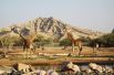 Зоопарк Аль-Айн расположен в Абу-Даби. Половина его территории представляет собой сафари-парк, где дикие звери живут в естественных условиях. Всего в зоопарке насчитывается более четырех тысяч зверей 180 видов, 30 процентов которых занесены в Красную Книгу. 