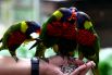 В Куала-лумпурском парке птиц собрано более 2000 пернатых. Основным отличием этого парка является концепция «свободного полета», то есть большинство птиц находятся вне клеток и вольеров. Посетители имеют возможность близко познакомиться с жизнью более чем 800 птиц 60 видов, живущих вместе в почти естественной среде. 