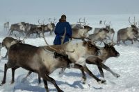Ямальцы продали финнам более 5 000 оленьих шкур