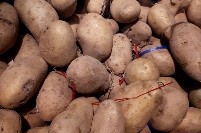 Тюменский картофель популярен даже за рубежом