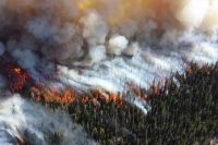 Первый лесной пожар случился в Пуровском районе