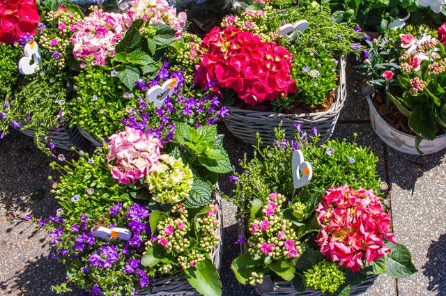 Выбираем садовые цветы: виды и сочетаемость растений
