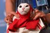 Эрмитажный кот Ахилл, предсказавший победу сборной России в матче с Саудовской Аравией.