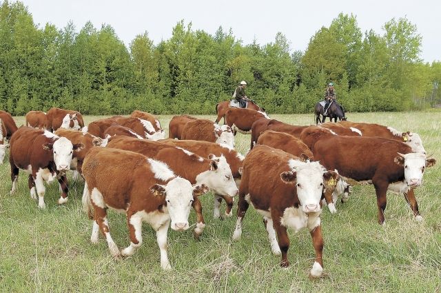 В Тюменской области курганцы похитили 73 теленка и 36 лошадей