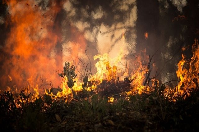 Житель Домбаровки поджигал степи ради денег за тушение пожаров.