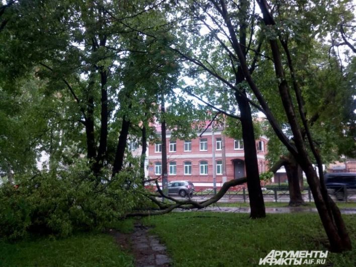 По улице Пушкина повалило деревья.