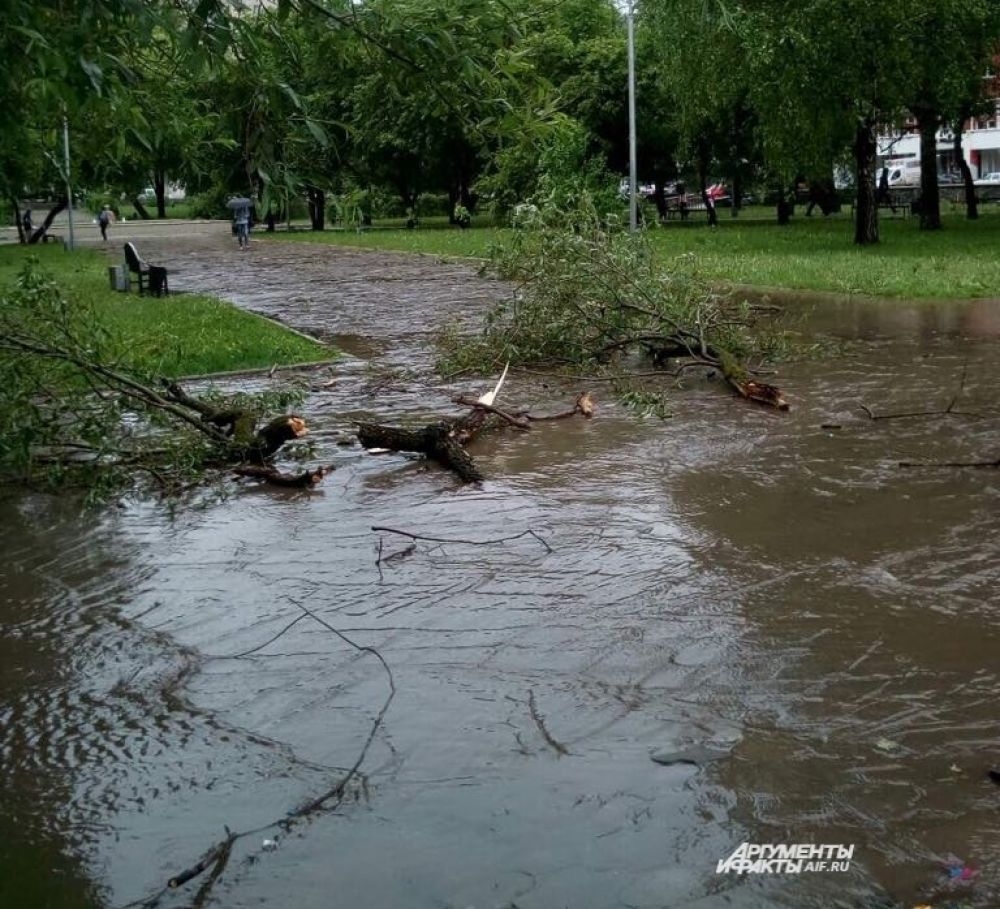 Ветром поломало деревья.