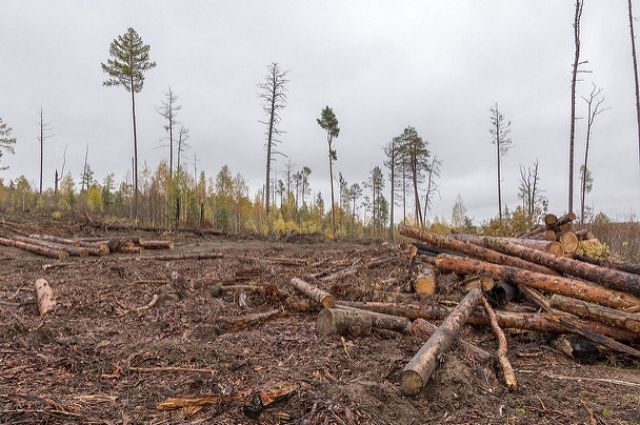 Под Оренбургом «черные лесорубы» вырубили деревья на миллион рублей.