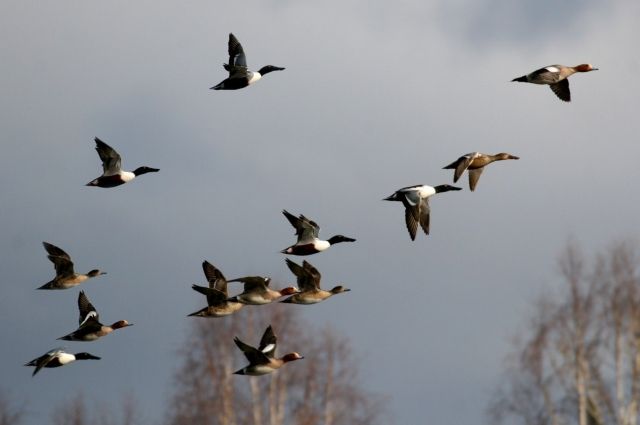 Васюганские болота - приют для 60% уток во время сезонной миграции.