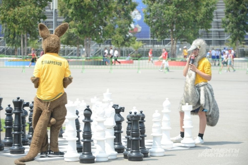 Символы Австралии кенгуру и страус играют в огромные шахматы.