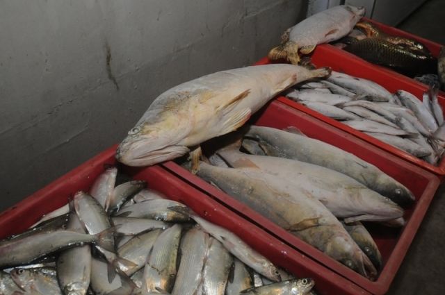 Югорский рыбзавод с 2011 года производит икру, инкубацию и выпускает в водные объекты ценные виды рыб. 