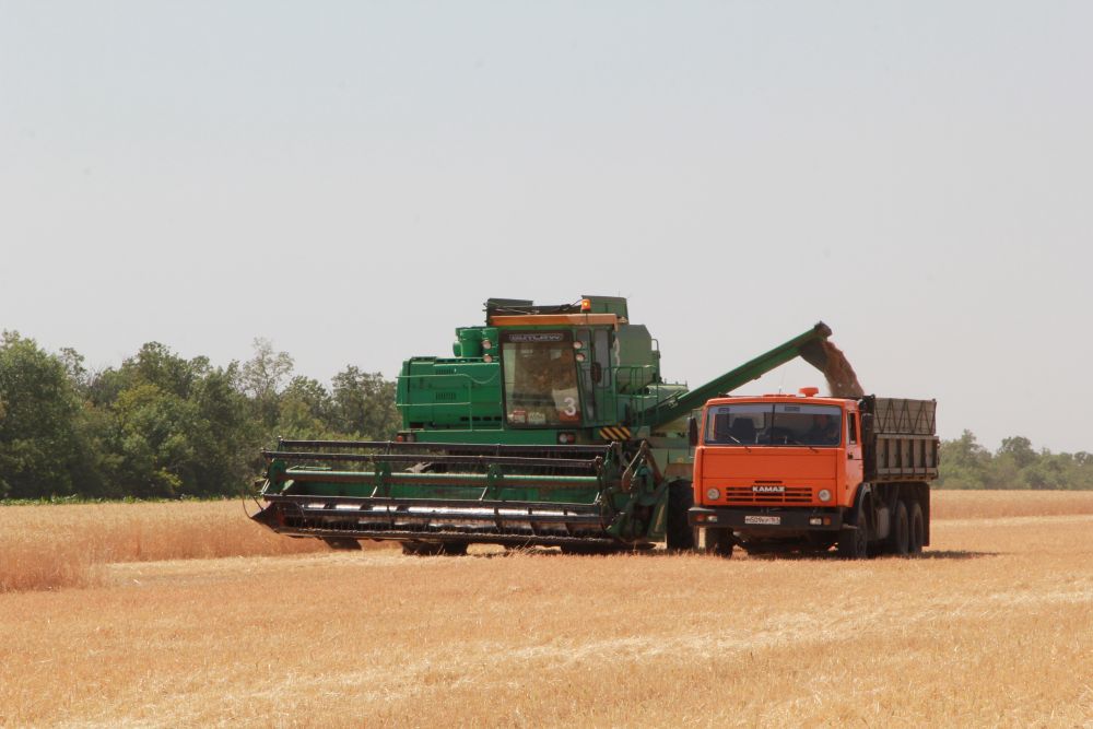 Уборка зерновых в Ростовской области проходит в непростых погодных условиях.