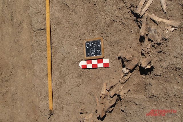 Тюменский музеевед воссоздал скелет истребленной морской коровы