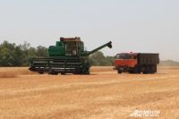 В Ростовской области урожай ожидают среднестатистического уровня