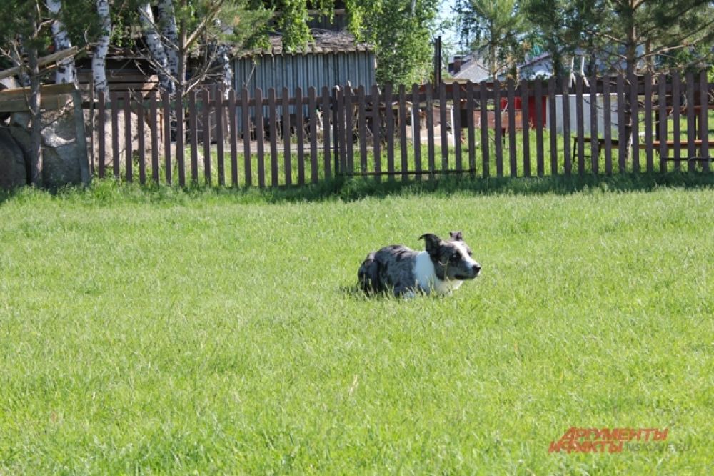 бордер колли пасет овец