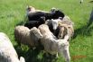 Овцы слушают своего пастуха и идут в правильном направлении.