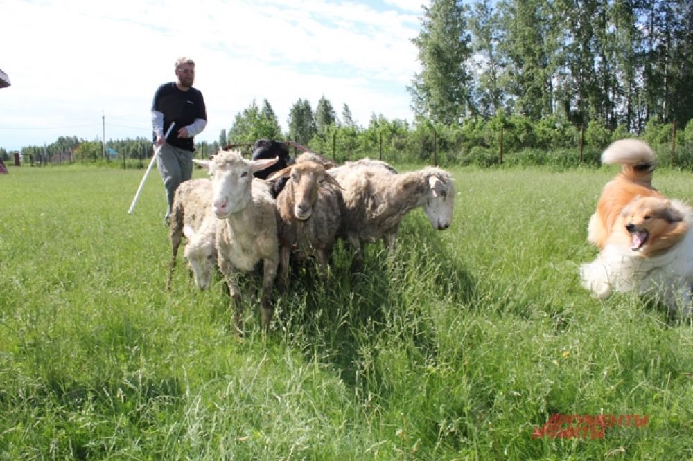 В некоторых ситуациях пёс строго следит за овцами.