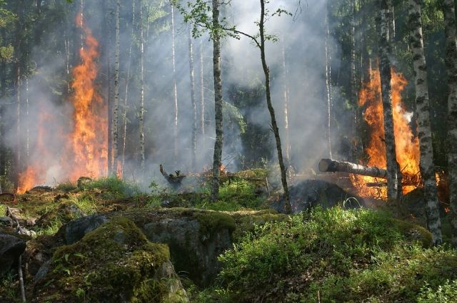 В Шурышкарском районе горит лес