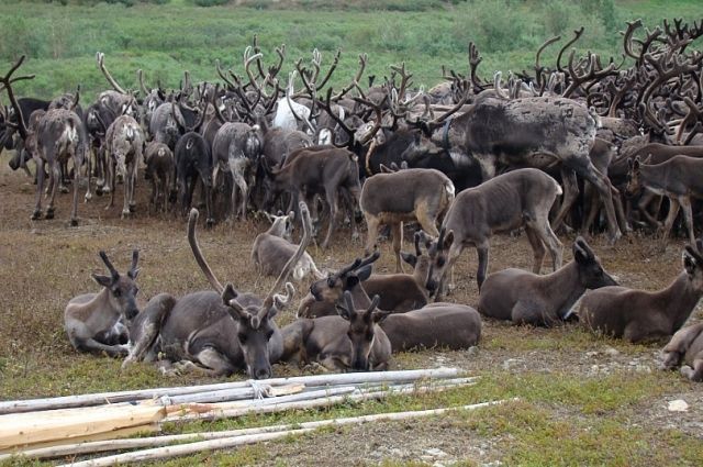 На Ямале вакцинировали 28% оленей от общего поголовья 