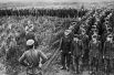Немецкие солдаты и офицеры, взятые в плен в битве под Курском.