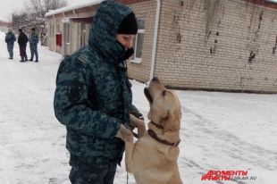 В конвой тюменской полиции поступили на службу ротвейлер и овчарки