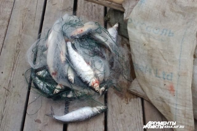 До 25 июня нельзя было ловить нерестовых рыб.