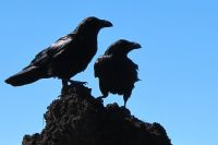 В Тюмени ворона Яша ищет нового хозяина