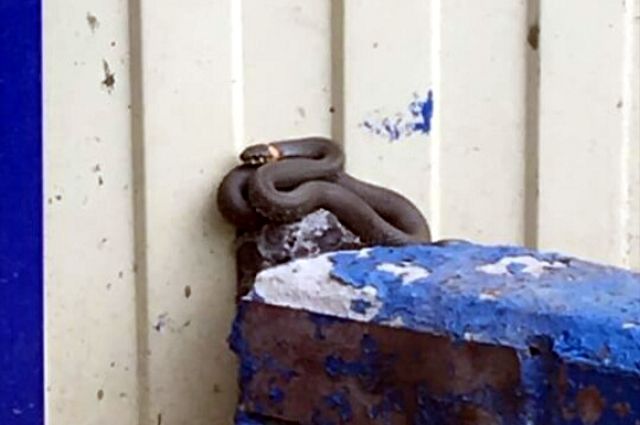 Змея могла сбежать от соседей.