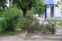Дерево упало на тротуар по улице Удмуртской.