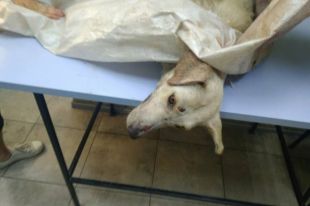В Харькове нашли избитую до полусмерти собаку завязанную в мешке