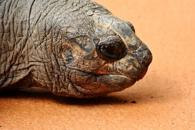 Ноябрянин спас черепаху, которая стала жертвой живодеров