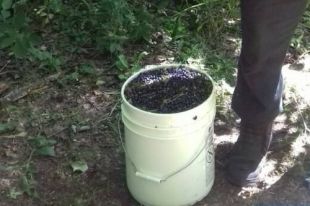 У Чернобыля задержали мужчину, собравшего чернику для дальнейшей реализации