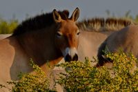 Лошадь Пржевальского в зарослях караганы желтой.