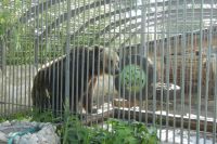Медведя, которого держали в клетке у придорожного кафе, продают за 200 тыс. руб.