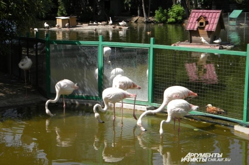 Розовые фламинго любят помочить ноги в искусственном озере