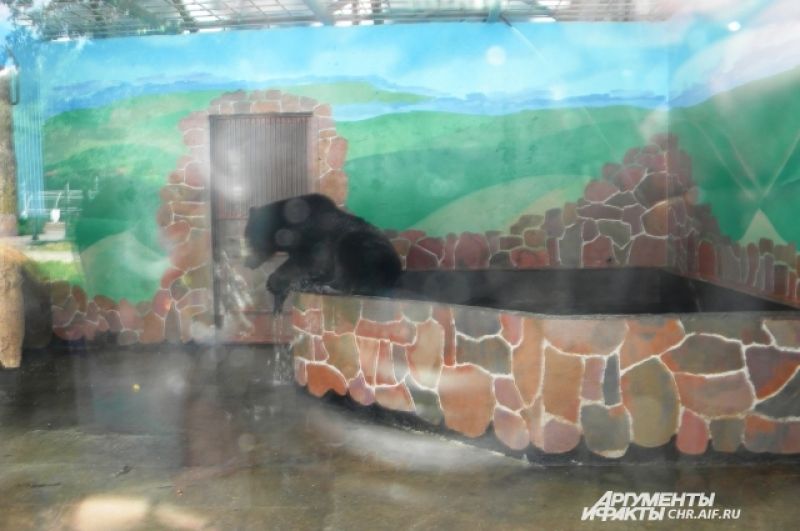 У медведей в зоопарке есть собственный бассейн.