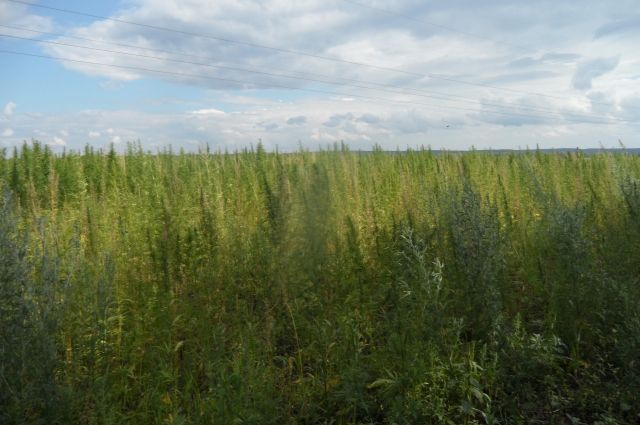 Конопля в новосибирске польза конопляного семени