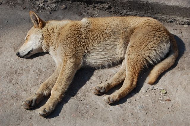 В Тюмени на улице Парковой отравили собаку: животное билось в конвульсиях
