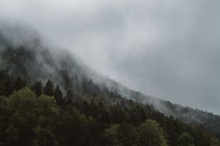 В Тазовском районе горит лес