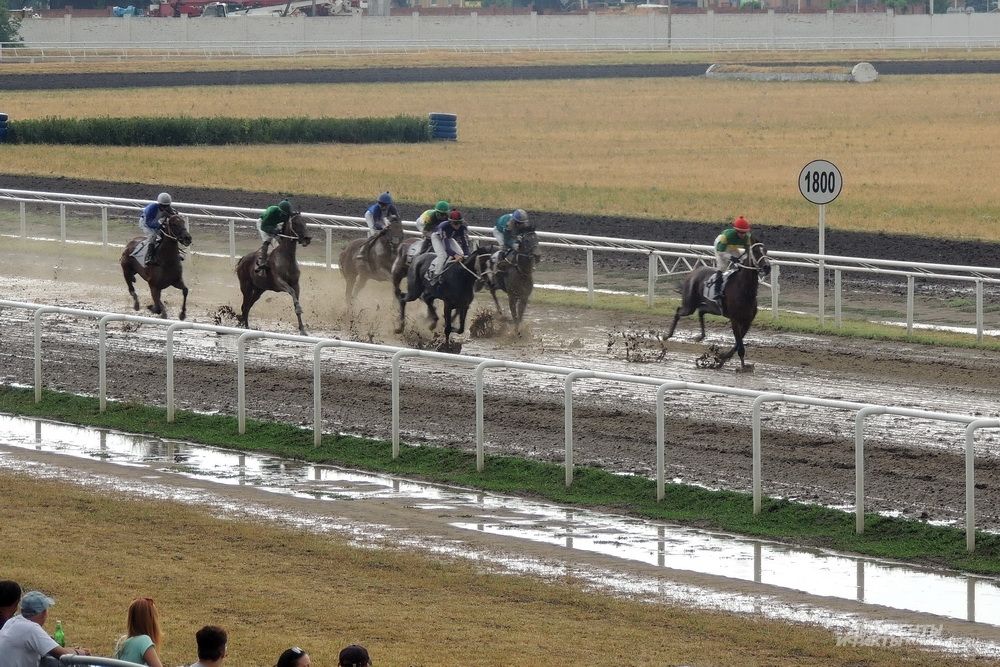 Ближе к концу скачек прошел сильный дождь, но и по грязи лошади бежали резво.