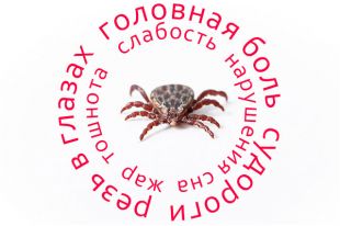 В Тюменской области зафиксировали 34 случая энцефалита