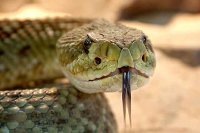 СМИ: в Переволоцком районе школьника укусила  ядовитая змея.