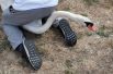 Ежегодная перепись королевских лебедей на Темзе, Великобритания.