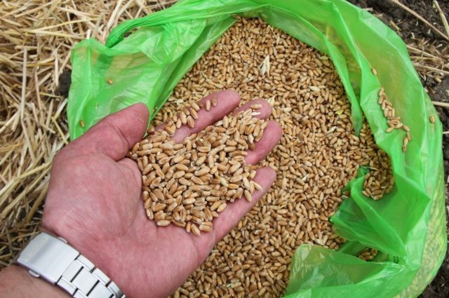 Урожайность в СПК колхозе-племзаводе «Казьминский» рекордная, зерно качественное и поражает своими размерами.